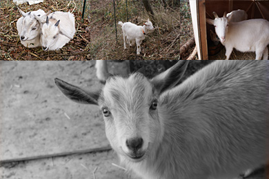 goats rental division